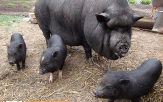 Черные породы свиней: разнообразие видов