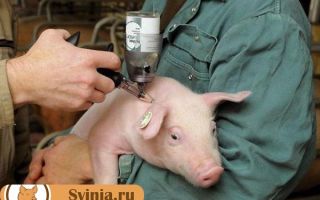 Стимуляторы роста для свиней