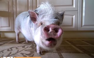 Карликовый поросенок: порода свиней мини-пиги