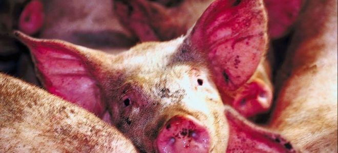 Пневмония у свиней. Виды, лечение, профилактика