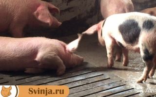 Почему свиньи