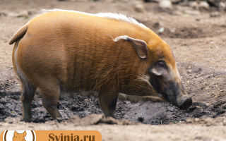 Африканская (Кистеухая) свинья