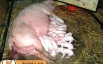 Размножение скота: сколько поросят может родить свинья, беременность и роды