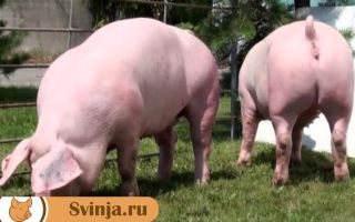 Свиньи породы Ландрас: описание и разновидности