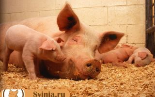 Как определить беременность свиньи?