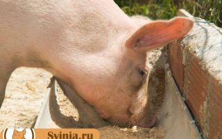 Кормление свиней сухим (экструдированным) кормом: в чем польза