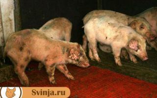 Болезнь ауески у свиней: чем опасна, симптомы, лечение