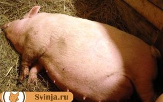 Беременность свиньи