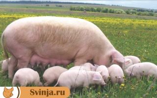 Породы свиней Йоркшир:описание и характеристики