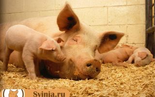 Опорос — роды у свиньи. Как правильно подготовиться