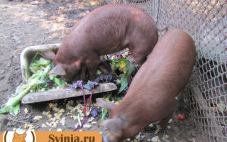 Откорм свиней на мясо: как правильно кормить?