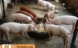 Откорм свиней в домашних условиях