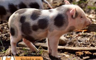 Белорусская порода свиней: описание и характеристики вида