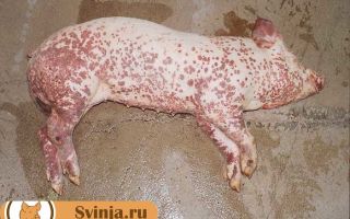Парвовирусная инфекция свиней: лечение и профилактика