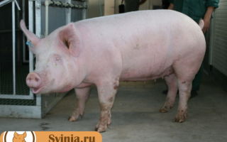 Брейтовские свиньи: история развития породы