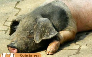 Породы свиней: описание и характеристики