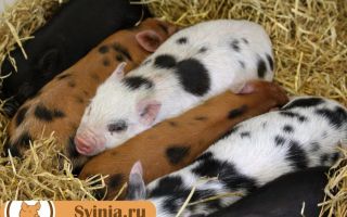 Какие бывают подстилки для свиней