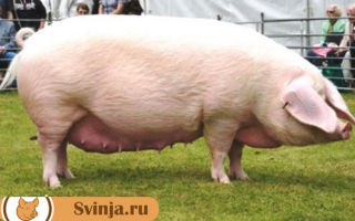 Беконные свиньи: лучшие породы