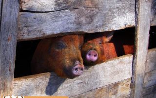 Как правильно построить свинарник в приусадебном хозяйстве
