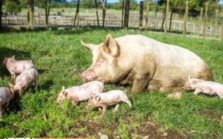 Язва желудка свиней – как распознать болезнь, лечение и профилактика