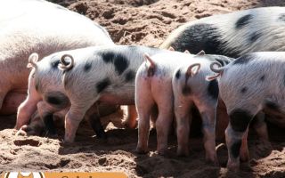 Миргородская свинья: особенности
