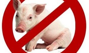 Почему в религии запрещена свинина