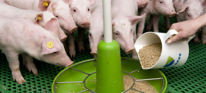 Можно давать соль свиньям или нет: правильное питание для скота