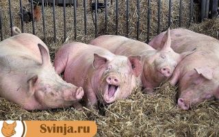 Содержание свиней в хозяйстве: особенности и правила