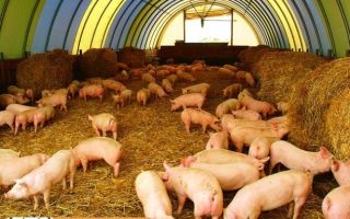 Разведение свиней как бизнес: где продавать и как выращивать?