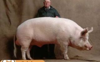 Белые породы свиней: большая белая и белорусская