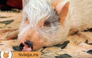 Свинья не ест или плохо ест: что делать?