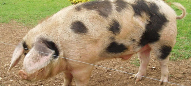 Ливенская порода свиней: история создания