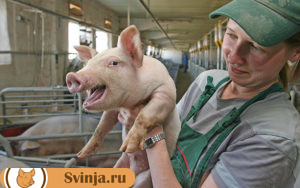 Как вылечить чуму свиней народными средствами thumbnail
