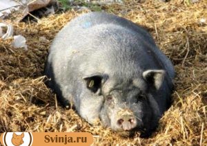 Опорос свиней 1