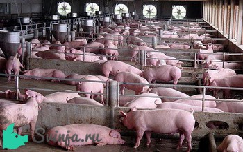 Способы содержания свиней