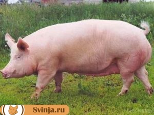 мясные породы свиней 1