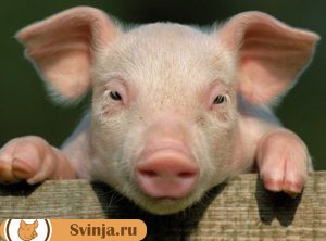 сонник свинья 1
