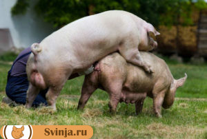 Беременность свиньи 1