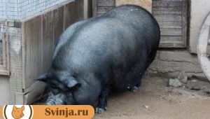 Беременность свиньи 2