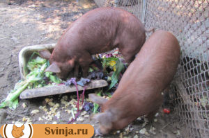 откорм свиней 1