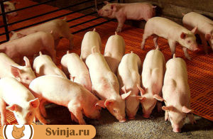 откорм свиней 3