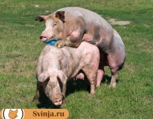 Правила спаривания свиней