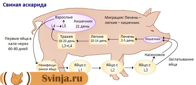 Сроки развития свиной аскариды