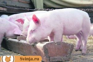 свинья принимает лечебный корм