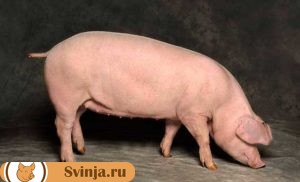 Свиньи породы Ландрас, мясная