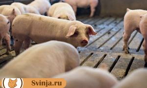 как лечить понос у свиней
