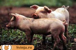 листериоз у свиней