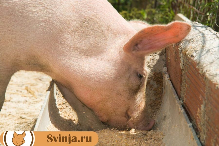 Кормление свиней сухим кормом