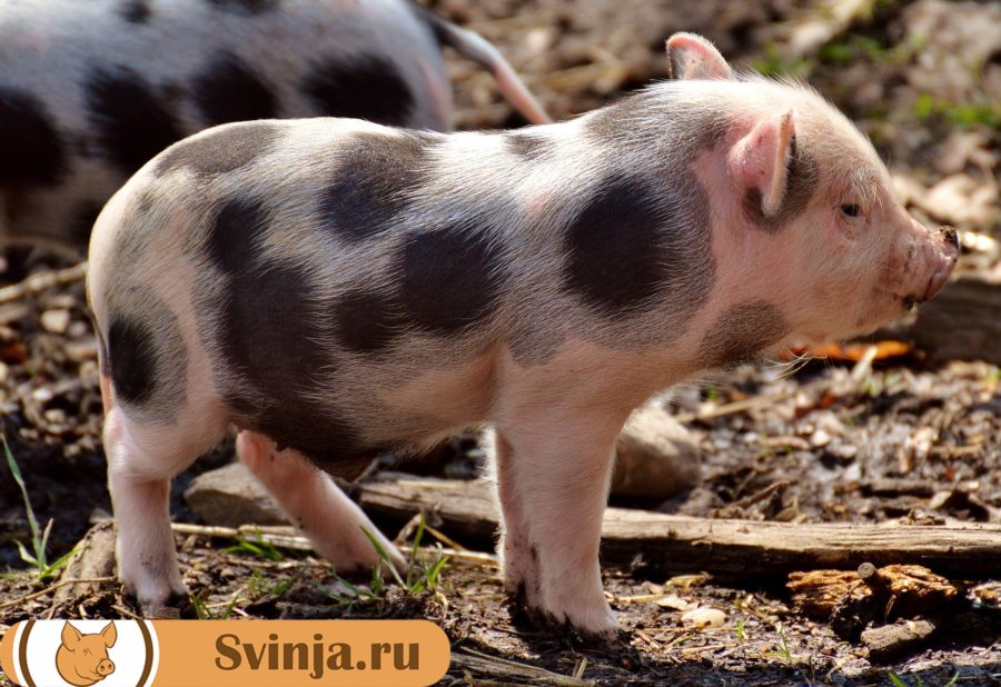 Белорусская порода свиней