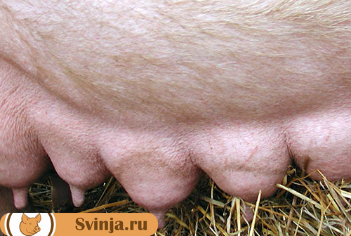 Маститы у свиней